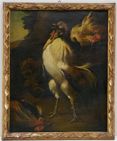 Scuola del secolo XVIII "Galletto" olio su tela (cm 61x50) In cornice