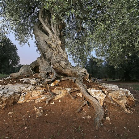 PASQUALE LADOGANA Castellana Grotte 1959 " Giove " 2016 fotografia su carta...