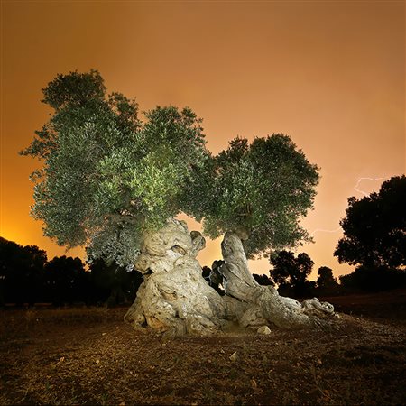 PASQUALE LADOGANA Castellana Grotte 1959 " Prometeo " 2016 fotografia su...