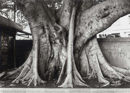 George Tatge, Istanbul 1951, Ficus Magnolioides in Cagliari, 1999, True...