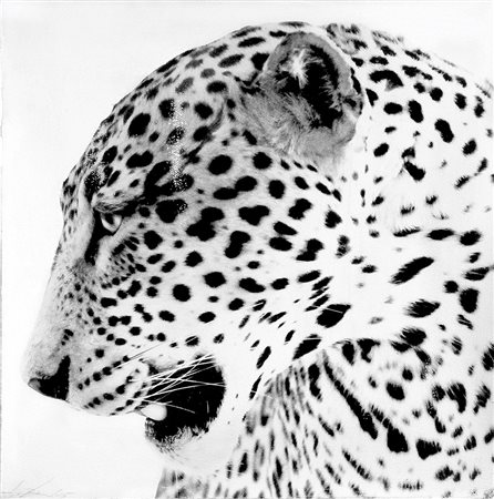 PIERPAOLO DE BONA (1964) Leopardo, 2015 Stampa ai sali d'argento su carta...