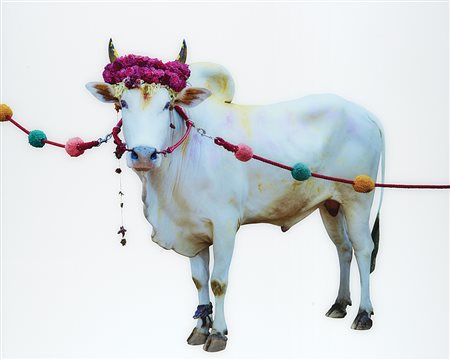 TONI MENEGUZZO (1949) Divine Bovine, 2007-2013 Stampa Lambda in cornice...