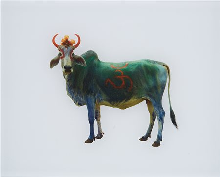 TONI MENEGUZZO (1949) Divine Bovine, 2007-2013 Stampa Lambda diasec in...