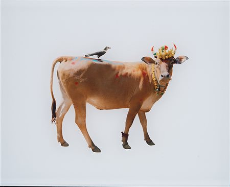 TONI MENEGUZZO (1949) Divine Bovine, 2007-2013 Stampa Lambda diasec in...