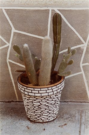 Luigi Ghirri (1943 - 1992)Cactus 1973Stampa fotografica vintage a colori...