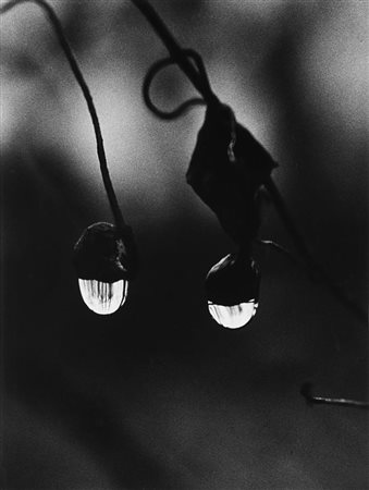 MARIO DE BIASI (1923 - 2013)Bialowieza 1971Due stampe fotografiche vintage...