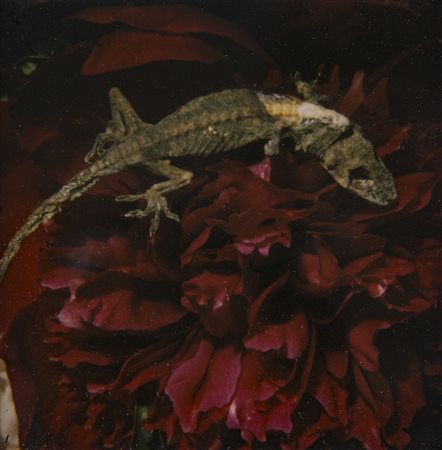 NOBUYOSHI ARAKI (1940)Flower, 2005Polaroidcm 10,8x8,8Firma al...