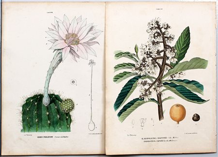 Raccolta di stampe botaniche di A. De Lorenzo (lievi difetti).