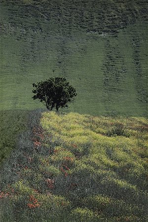 Franco Fontana (1933) Paesaggio, 1991 Vintage C-print cm 40 x 30,2 (cm 39 x...