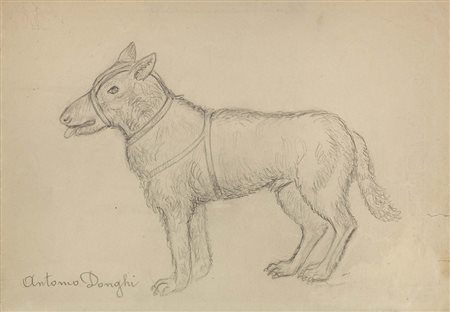 Antonio Donghi Roma 1897 - 1963 Cane Matita su carta, cm. 16,4x23,9 Firma in...