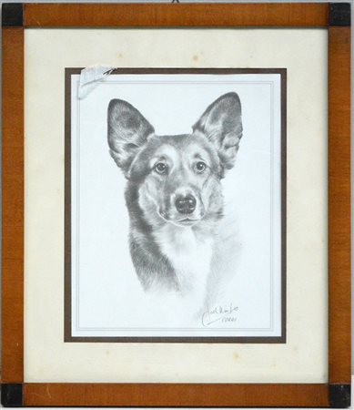 Firma indecifrata "Cane" matita su carta (cm 25x20) In cornice