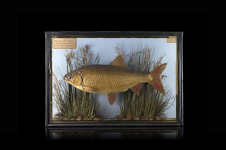 Arte inglese, secolo XIX. Diorama con pesce J. Cooper Saint Lukes, etichetta...