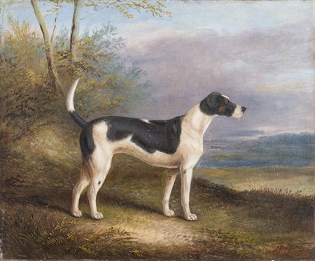 Scuola inglese secolo XIX "Foxhound in un paesaggio" olio su tela (cm 16x30)...