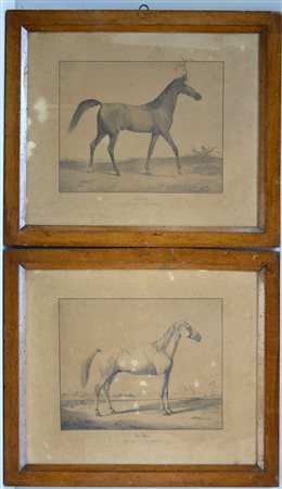 Coppia di stampe tedesche del sec. XIX raffiguranti cavalli (cm 50x60) in...