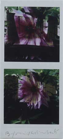 MAURIZIO GALIMBERTI, BiFlowers, Polaroid Dittico Anni 2000 Dim. 7,3x15,5...