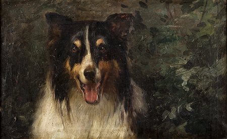 Giuseppe Pennasilico (Napoli 1861 - Genova 1940)Ritratto di border collieOlio...