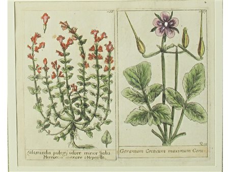 Coppia di stampe acquarellate raffiguranti fiori e piante officinali XVIII...