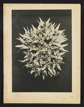 BLOSSFELDT KARL (1865 - 1932) Asclepias speciosa. Heliogravure. Cm 24,00 x...