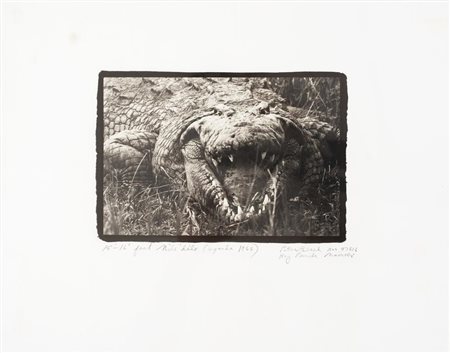 Peter Beard LARGE MUGGER CROCODILE, CIRCA 15 - 16 FEET, UGANDA stampa...