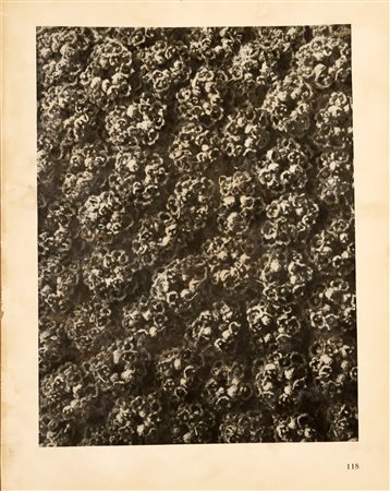 BLOSSFELDT KARL (1865 - 1932) Senza titolo. Heliogravure. Cm 24,00 x 31,00....