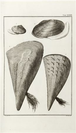 POLI, Giuseppe Saverio (1746-1825) - Testacea utriusque Sicilae eorumque histor