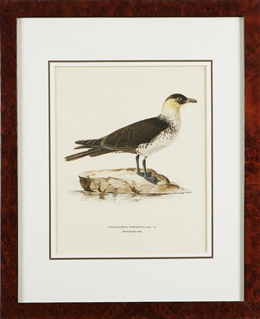 FAGLAR SVENSKA Stercorarius pomarinus. 1927. Litografia a colori. Cm 30x38....