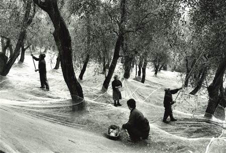 Gianni Berengo Gardin (1930)  - Azienda agricola Imperia, raccolta delle olive, anni 1980