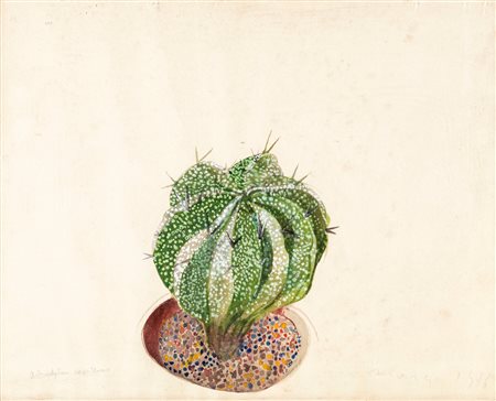 Edolo Masci, Astrophytum Capricorne, 1976