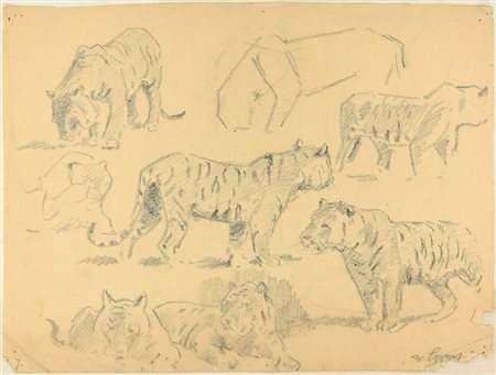 Studi di tigri, XX Century