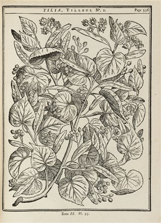 DUHAMEL DU MONCEAU, Henri-Louis (1700-1782) - Traité des arbres et arbustes. Pa