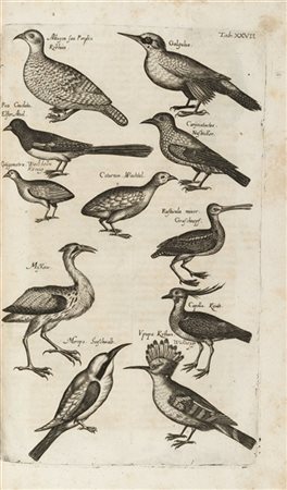 JONSTON, John (1603-1675) - Historiae naturalis de avibus. Francoforte sul Meno