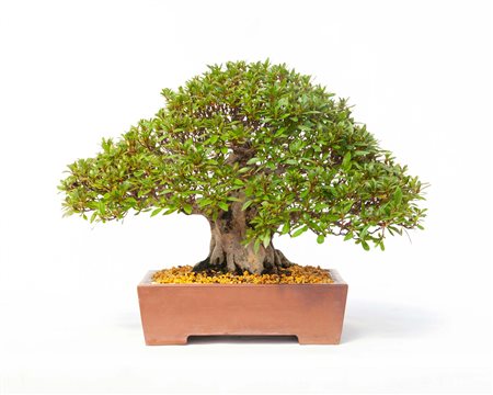 Vaso bonsai in gres ovale cm. 58