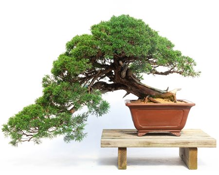 Asta 82 - Arte asiatica e bonsai, Casa d'Aste Bertolami Fine Art