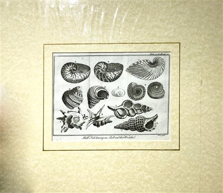 Shell, Toms Sculp, fine 700. Shell- fish having one Shell and that Wreathed....