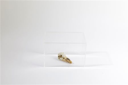 Charles Avery (1973), Skull of Minuso, 2007