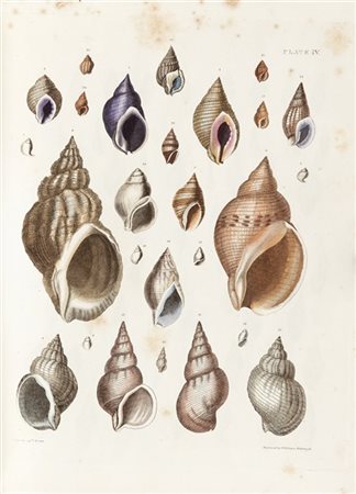 BROWN, Thomas (1785-1862) - Illustrations of the recent conchology of Great Bri