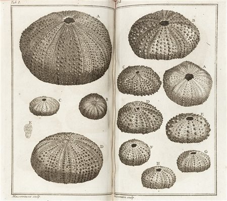 KLEIN, Jakob Theodor (1685-1759) - Ordre naturel des oursins de mer et fossiles