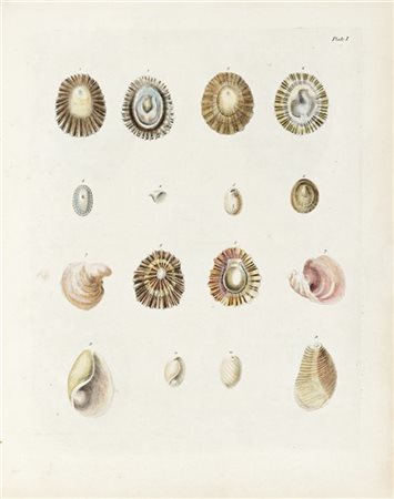 MENDES DA COSTA, Emanuel (1717-1791) - Historia Naturalis Testaceorum Britannia