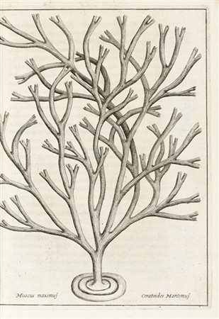 TRIONFETTI, Giovanni Battista. (1635-1707) - Observationes de ortu ac vegetatio