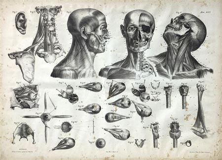 Litografia raffigurante studio elementi di anatomia applicata alle belle...