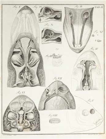   / Scarpa, Antonio - Anatomicae Disquisitiones de Auditu et Olfactu