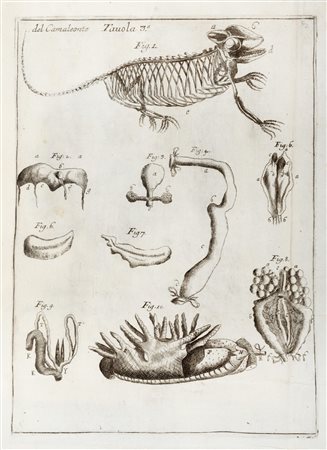 Biologia - Medicina / Vallisneri, Antonio - Opere diverse [...] cioe I Istoria del camaleonte affricano, e di varj animali d'Italia. II. Lezione accademica intorno all'origine delle fontane. III