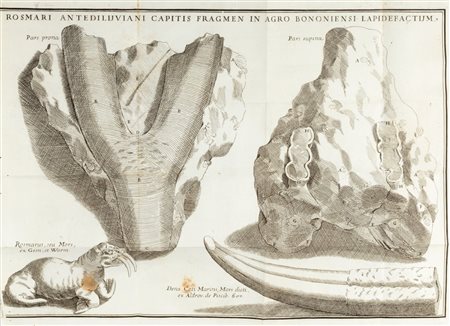 Paleontologia & Botanica / Monti, Giuseppe - De monumento diluviano nuper in agro Bononiensi detecto dissertatio