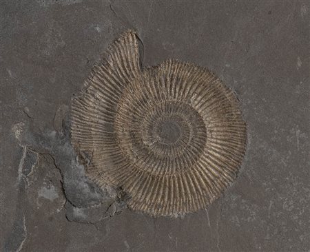 AMMONITE FOSSILE DEL TIPO DACTYLIOCERAS
Germania, periodo Giurassico, 190-140 milioni di anni