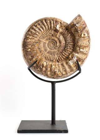 GRANDE AMMONITE FOSSILE
Marocco, periodo Cretacico, 140-60 milioni di anni