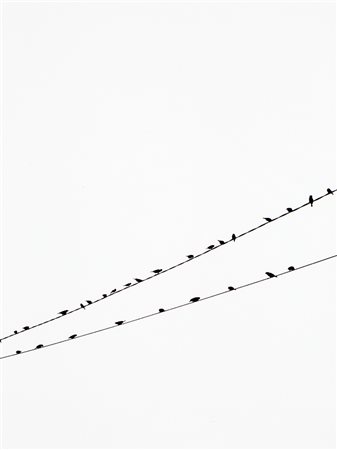 FEDERICA PALMARIN - Birds Waiting Beguita Cyclon, Mauritius, 2018