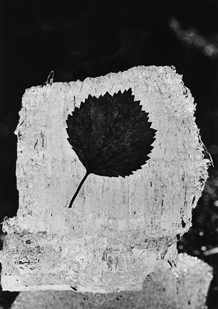 Mario De Biasi (1923-2013)  - Senza titolo (Foglia su ghiaccio), years 1970