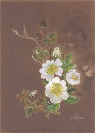 Josef Schuster (Wien/Vienna 1873 – 1945) Rose selvatiche;Guazzo, 21,5 x 16,7...