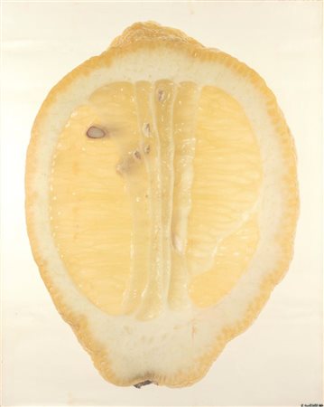 MUSSAT SARTOR PAOLO "Limone" 1973 122,5x98,5 stampa fotografica su tela, es....