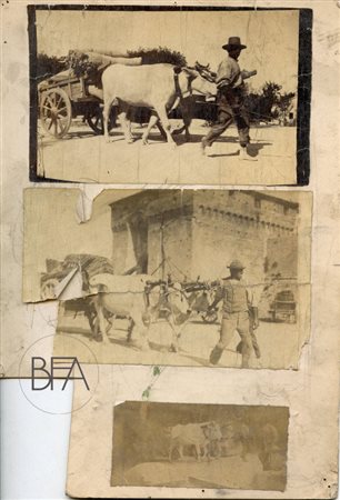 Traversari 
Peasants and cows, photographic study of figures from an artist's archive.